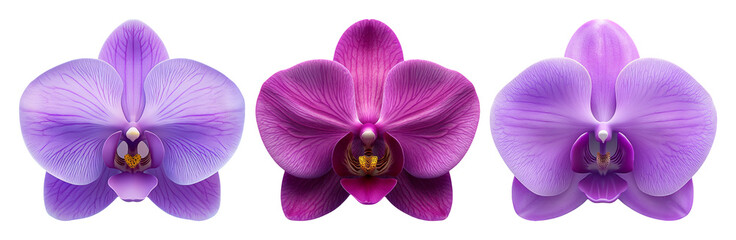 Vibrant orchids set isolated on transparent background