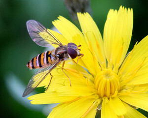 Hoverfly