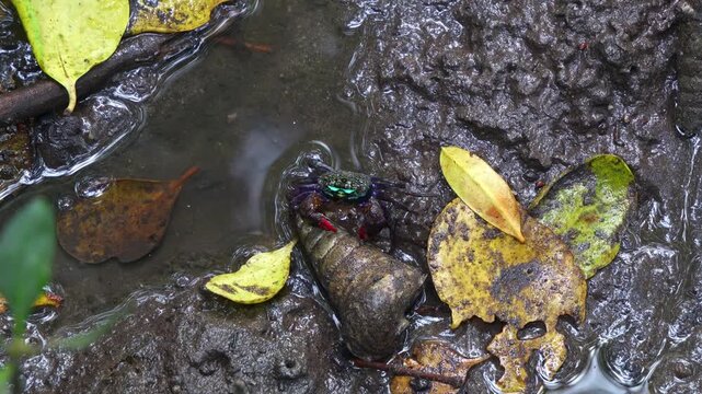 Meder's mangrove crab (Sesarma mederi) scavenging on the leg of a dead crab in a wet and swampy wetland environment, close up shot.