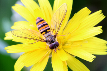 Hoverfly