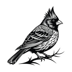 Cardinal Bird Silhouette Vector