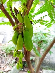 Averrhoa Bilimbi,  Belimbing Wuluh, Oxalidaceae, Oxalidales