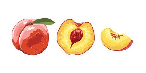 Peach  fruits in Hand-drawn style set. Drawing of food elements for design menu label packaging . icons vector illustration