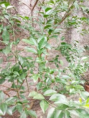 View of Lime tree in sunny day