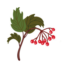 Vector isolated element. A branch of viburnum vulgaris. Berry. Autumn time. Harvesting. Color image on a white background. The print is used for packaging design.