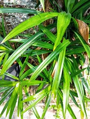Obraz premium Pandan wangi, Pandanus Amaryllifolius, Pandanaceae