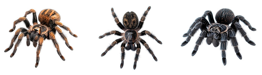 set of Tarantula spider on a transparent background