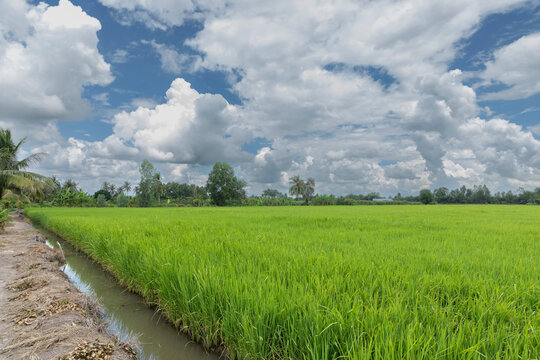 Rice field on a sunny day wwith interesting sky in Mekong delta, Vietnam