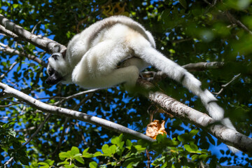 Ein im Baum kletternder Von-der-Decken-Sifaka in der Seitenansicht
