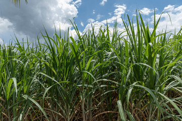 Sugarcane field in sunlight in the Mekong delta, Vietnam.