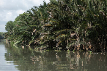 Fototapeta premium Canal from Ho Chi Minh City to the Mekong Delta with dense vegetation and reflections on a sunny day.