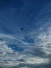 seagull in the sky