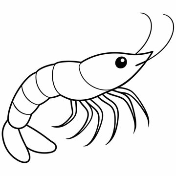 recommend clip art: A simple line art drawing of a small prawn art vector illustration