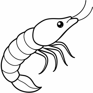 recommend clip art: A simple line art drawing of a small prawn art vector illustration
