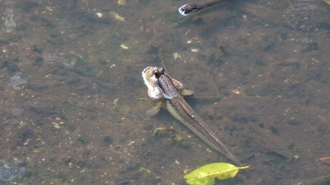 A giant mudskipper (periophthalmodon schlosseri) spotted in the mangrove habitat during low tide period, close up shot.