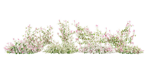 Group of Asiatic jasmine variegated creeper plants, isolated on white background. 3D render © Saifstock