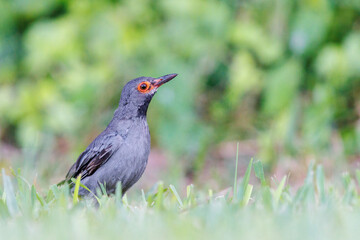 Red Legged Thrush foraging for food