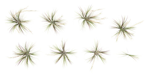 set of Broomsedge bluestem with alpha mask, 3d rendering, for digital composition and architecture visualization,top view