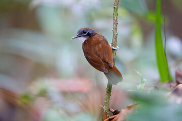 Bicolored Antbird perched next to an ant swarm