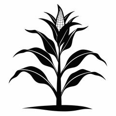 A perfect black and white   corn plant growing art vector illustration