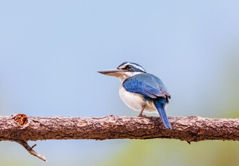 Pacific Kingfisher perched on a branch