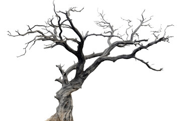 dried old spooky dead tree branch isolated on transparent white background. cut out