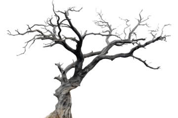 dried old spooky dead tree branch isolated on transparent white background. cut out