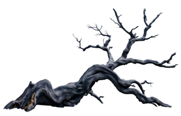 black dried old spooky dead tree branch isolated on transparent white background. cut out