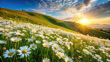 Beautiful spring and summer natural landscape with a blooming field of daisies in the grass on the hill , spring, summer, natural © lapeepon