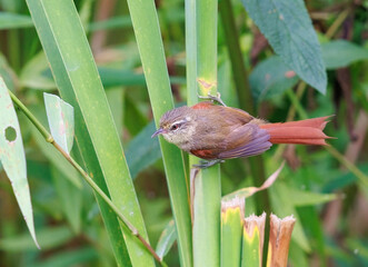 Olive Spinetail perched on a plant in the swamps