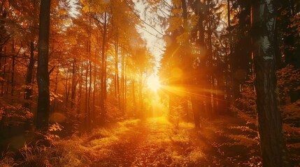 Sunlight shines through a path in a forest, illuminating the trees with a golden glow. The leaves are in various shades of orange and brown, creating a beautiful autumnal scene.