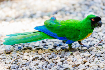 Masked Shining Parrot foraging on the ground