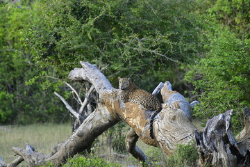Sri Lankan Leopard - Panthera Pardus Kotiya on the fallen tree