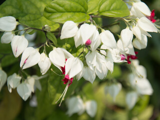 Small hearts are beautiful in nature, small flowers are like small hearts on trees.