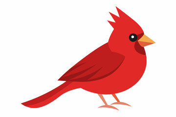 Cardinal bird  art vector