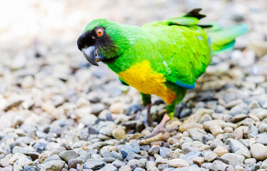 Masked Shining Parrot foraging on the ground