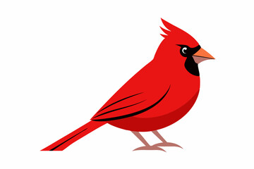 Cardinal bird  art vector