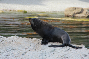 seal on the rock