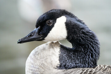 Portrait of Canada Goose. Bird in close-up. Branta canadensis.
