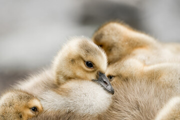 Close-up of Canada goose chicks. Geese young birds. Branta canadensis.
