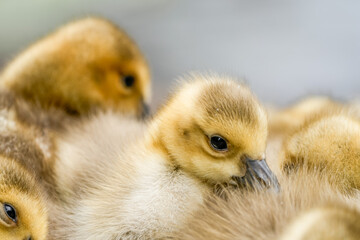 Close-up of Canada goose chicks. Geese young birds. Branta canadensis.
