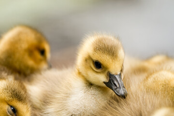 Canada goose chicks close-up. Young birds in natural surroundings.
