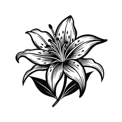 Lily Flower Silhouette Vector