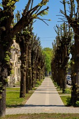 Linden alley. Trimmed trees in spring.