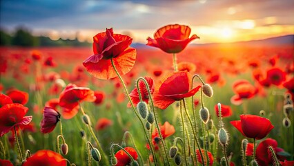 Obraz premium A beautiful field of red poppies swaying in the breeze, nature, flowers, red, vibrant, outdoors, scenic, landscape, summer