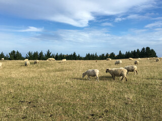 Fototapeta premium sheep in the field
