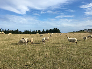Obraz premium flock of sheep