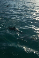 Fototapeta premium dolphins in the ocean