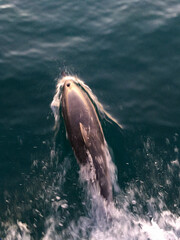 dolphin jumping out of the water
