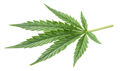 single marijuana leaf isolated on white background